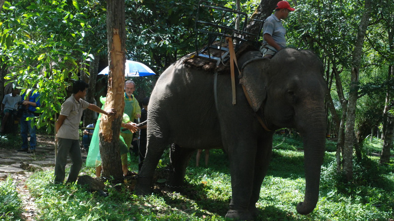 Vietnam uses ultrasound to determine virility of domestic elephants