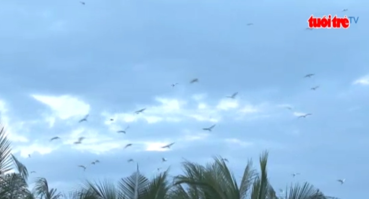 Thousands of storks find their home in southern Vietnam