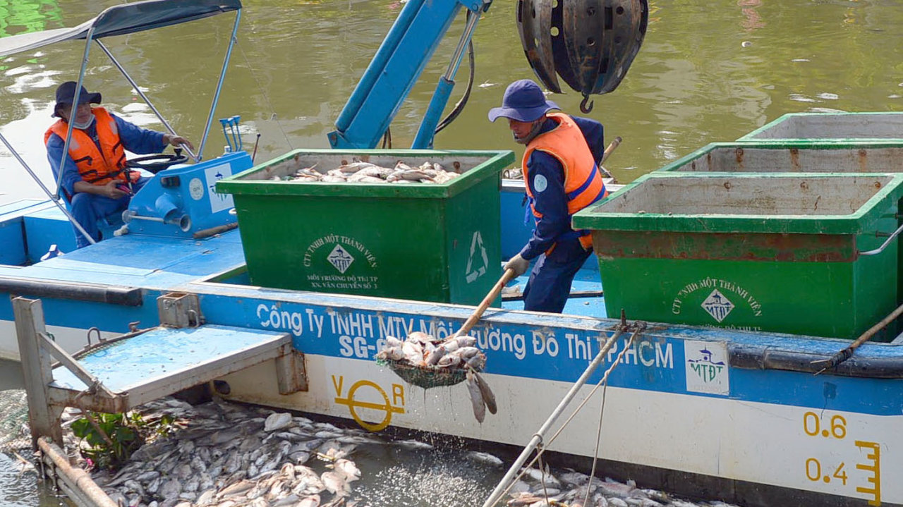 Scientists call for halt in release of 3 fish species into iconic Ho Chi Minh City canal