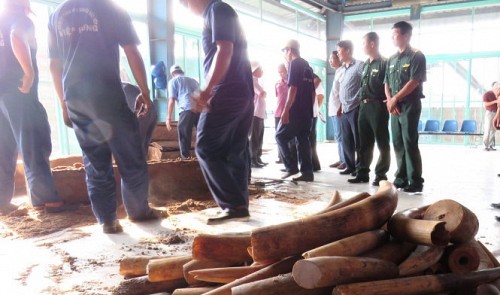 Ho Chi Minh City customs officers confiscate one ton of smuggled Cambodia-bound tusks