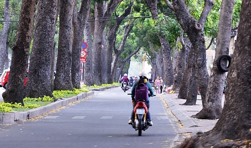 Ho Chi Minh City considers ‘retiring’ trees