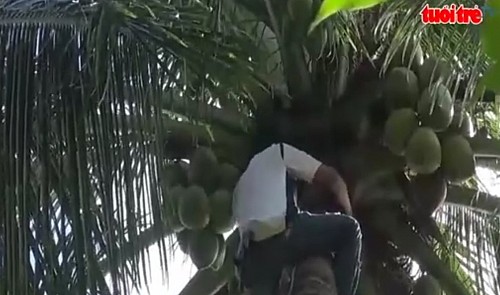 Blind Vietnamese man climbs coconut trees to support family