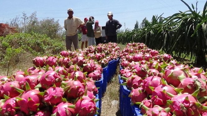 Vietnam province rejects rumor of Chinese traders hunting for dragon fruit leaves