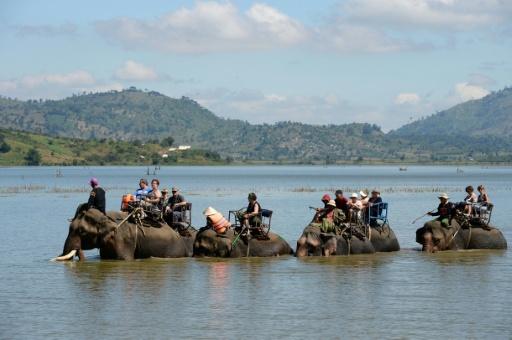 Survival of the unfittest: Vietnam's disappearing elephants