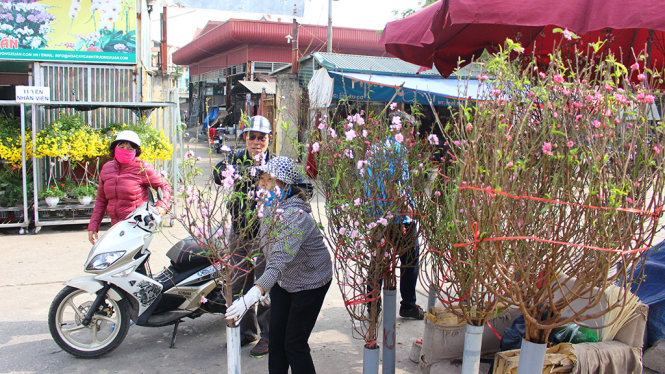 Peach blossom flowers ready for New Year celebration in Hanoi