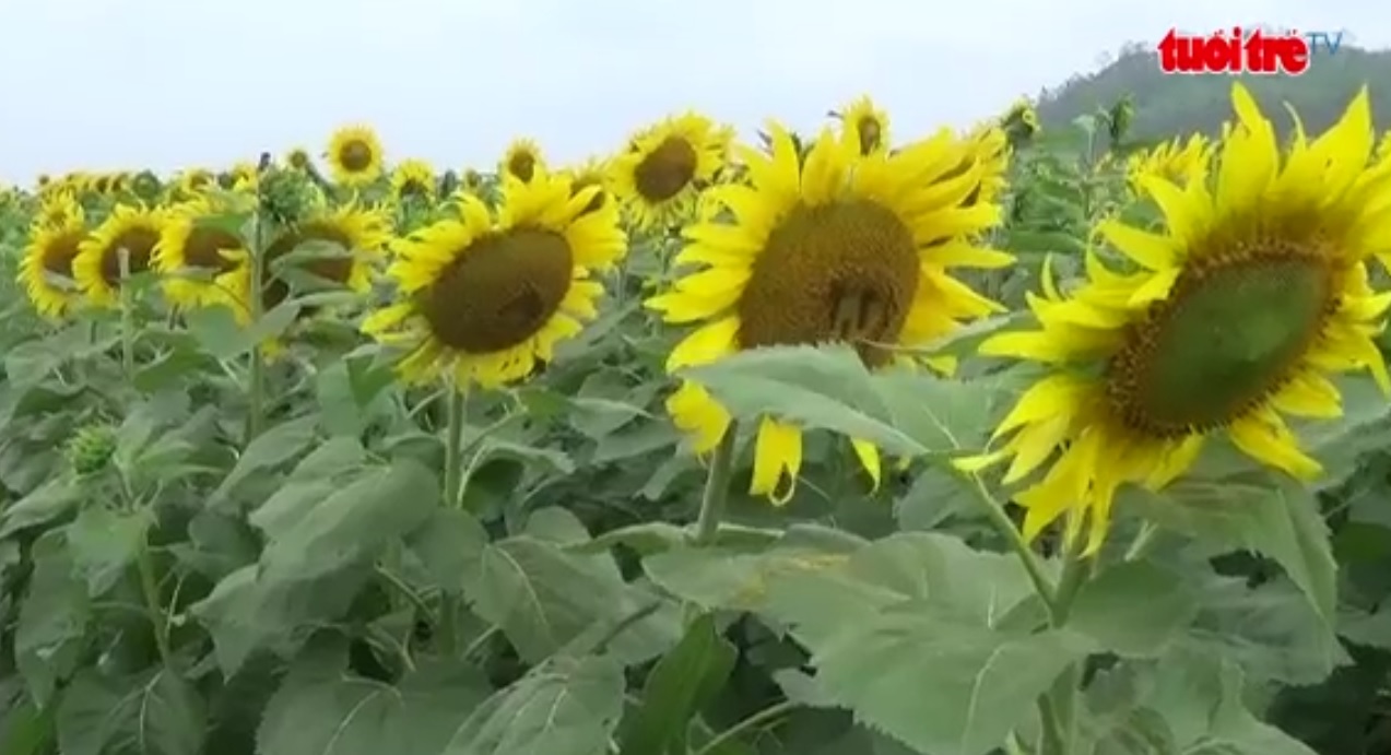 Vietnam’s biggest sunflower festival organized in Nghe An Province