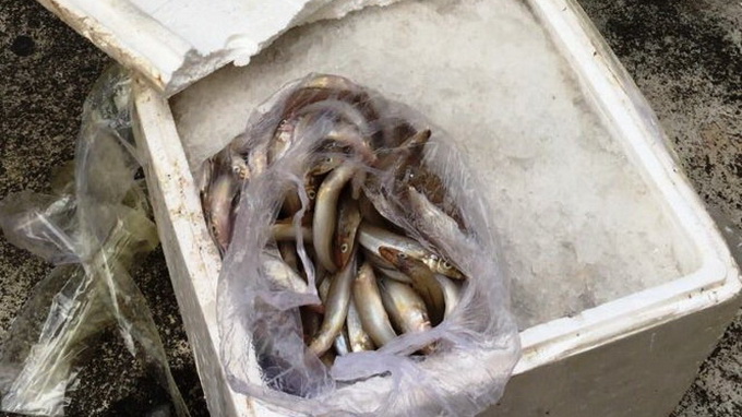 Toxic fish destroyed in central Vietnam