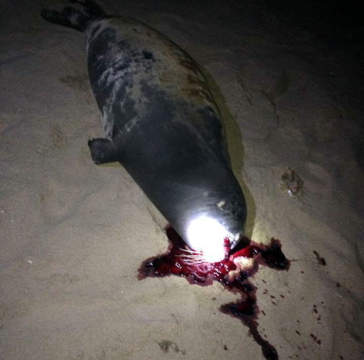 Seal allegedly clubbed to death in Vietnam