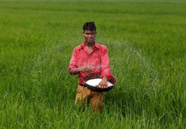 Rice prices fall in India on ample supply, weaker rupee; Thailand, Vietnam dull