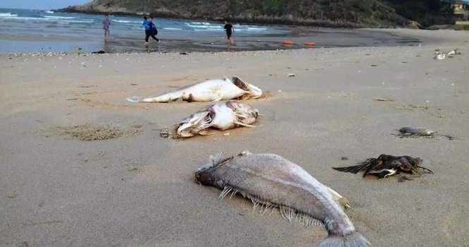 Fish death disaster excluded from Vietnam’s 2016 remarkable environ events