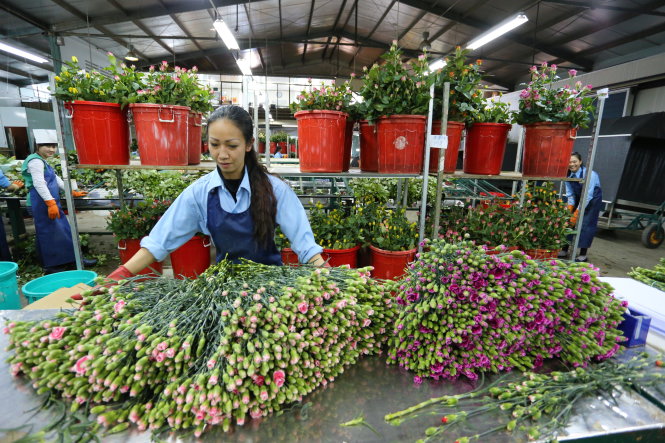Da Lat, Ho Chi Minh City plan on flower exchange centers