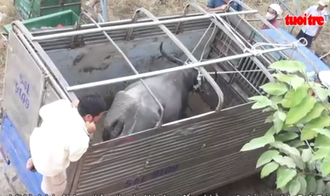 Buffalo goes wild, injures 6 people in Vietnam