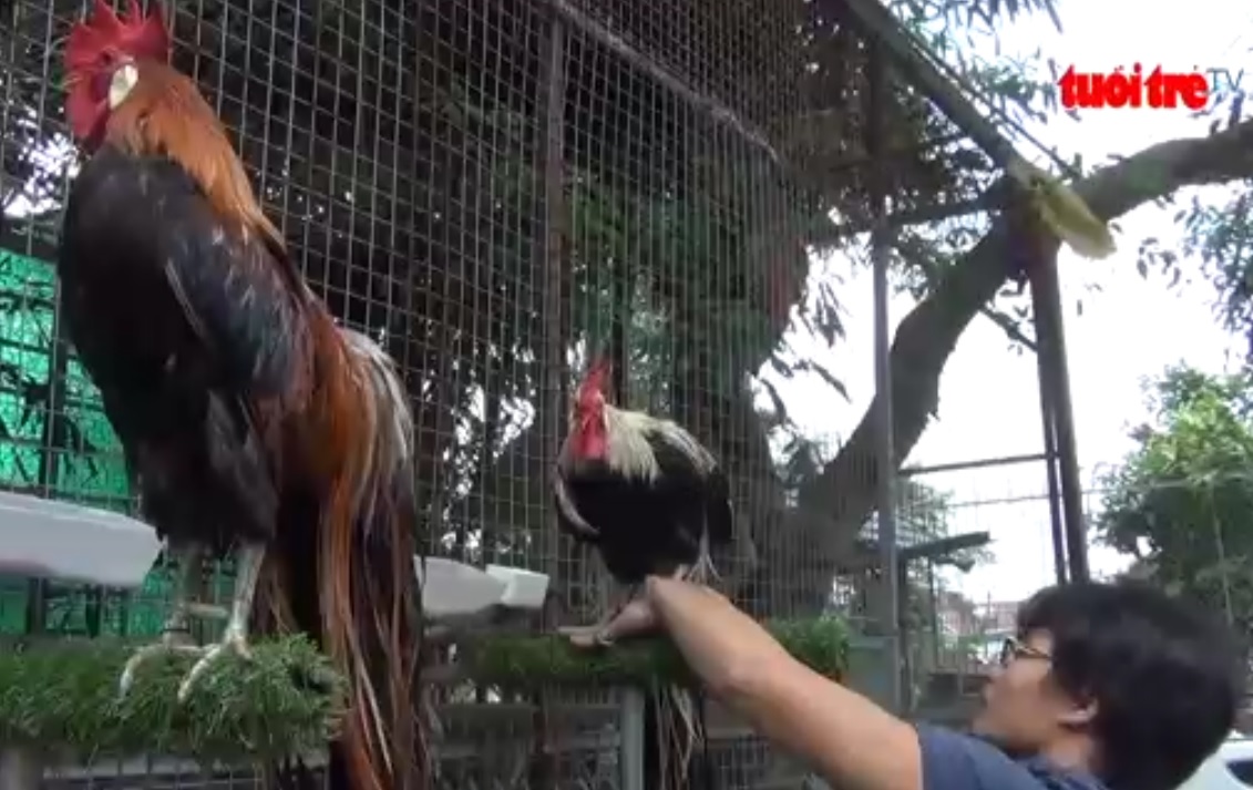 Vietnamese market craves long-tailed Japanese chickens