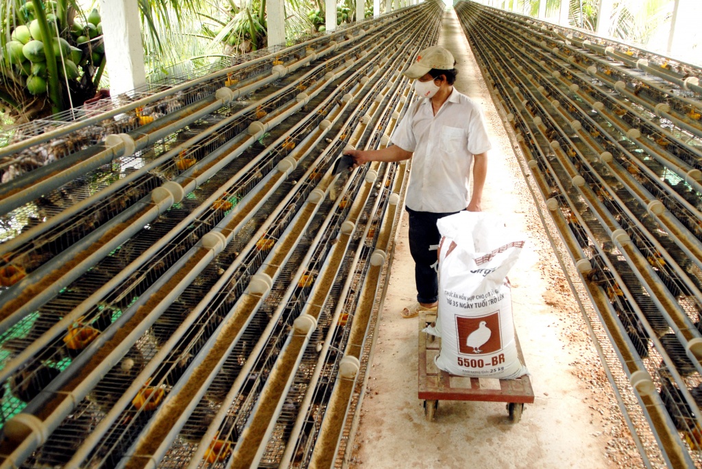 Vietnam cooperative raises quails to sell eggs to Japan