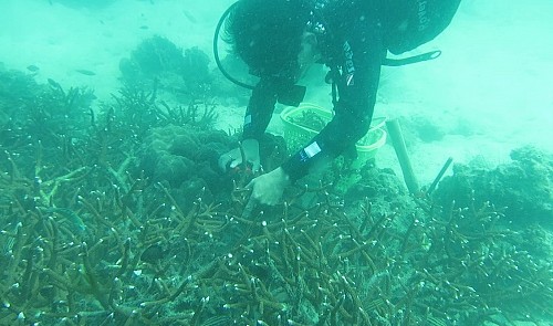 Coral transplants in Vietnam’s Phu Quoc