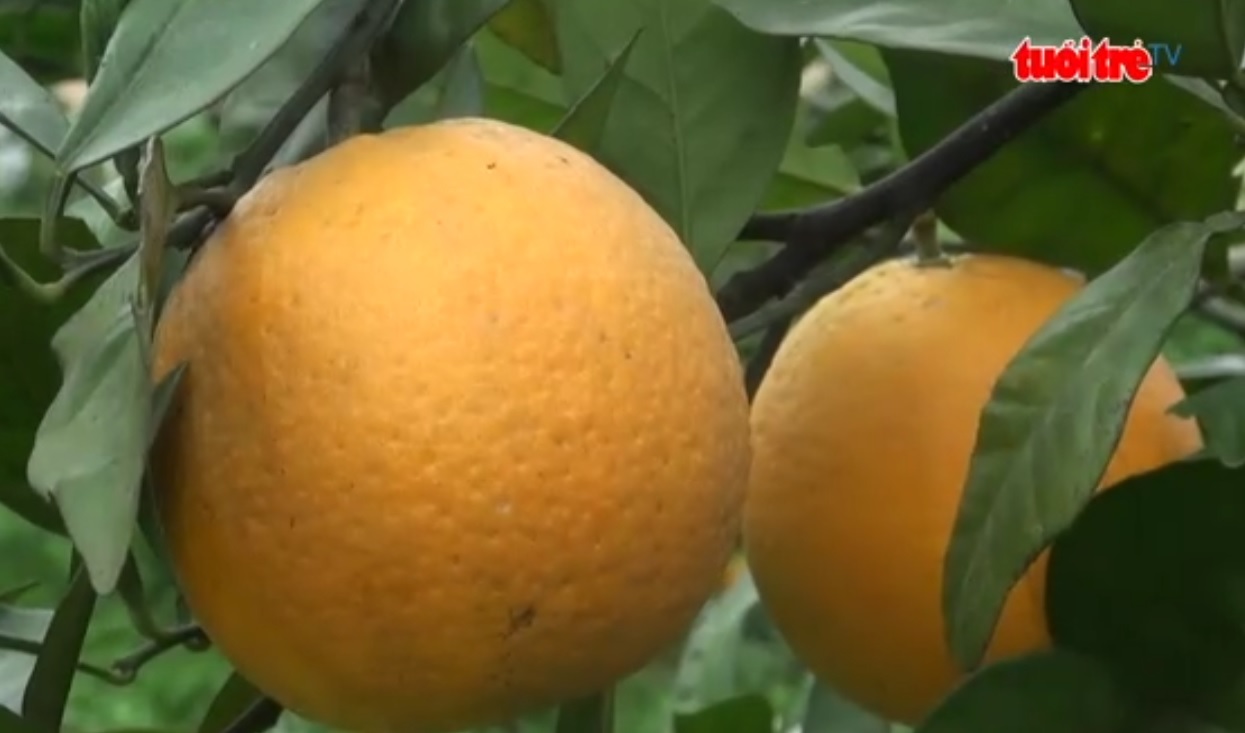 Upsurge in demand for Doai Village oranges during Tet