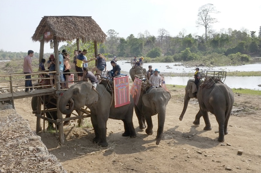 Elephants shouldn’t slave for tourists in Vietnam: experts