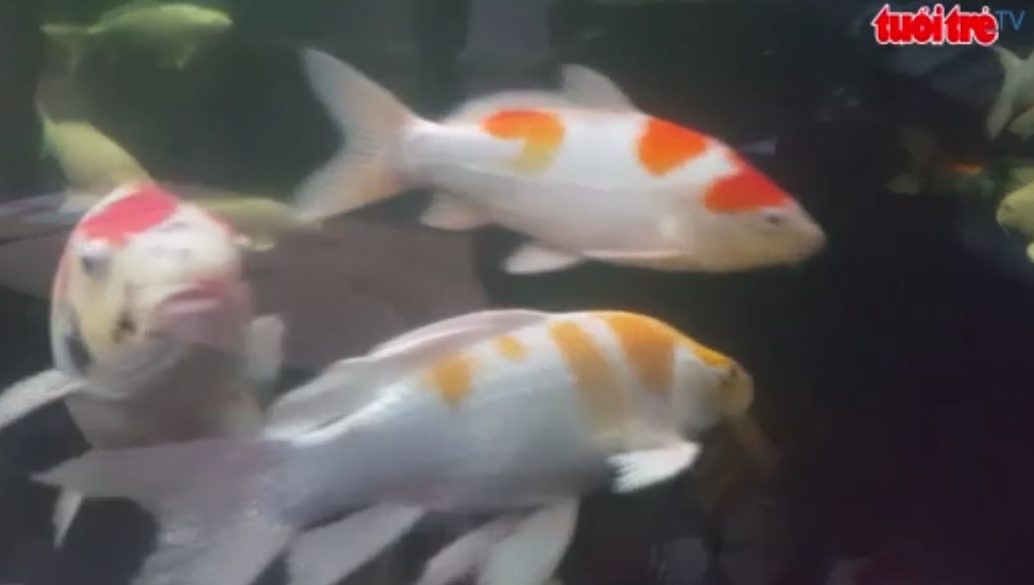 Koi fish in high demand for Tet holiday