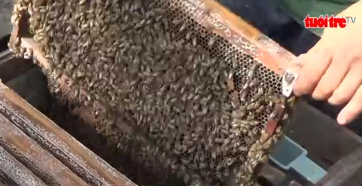 Vietnamese farmers reap rewards from Italian bees