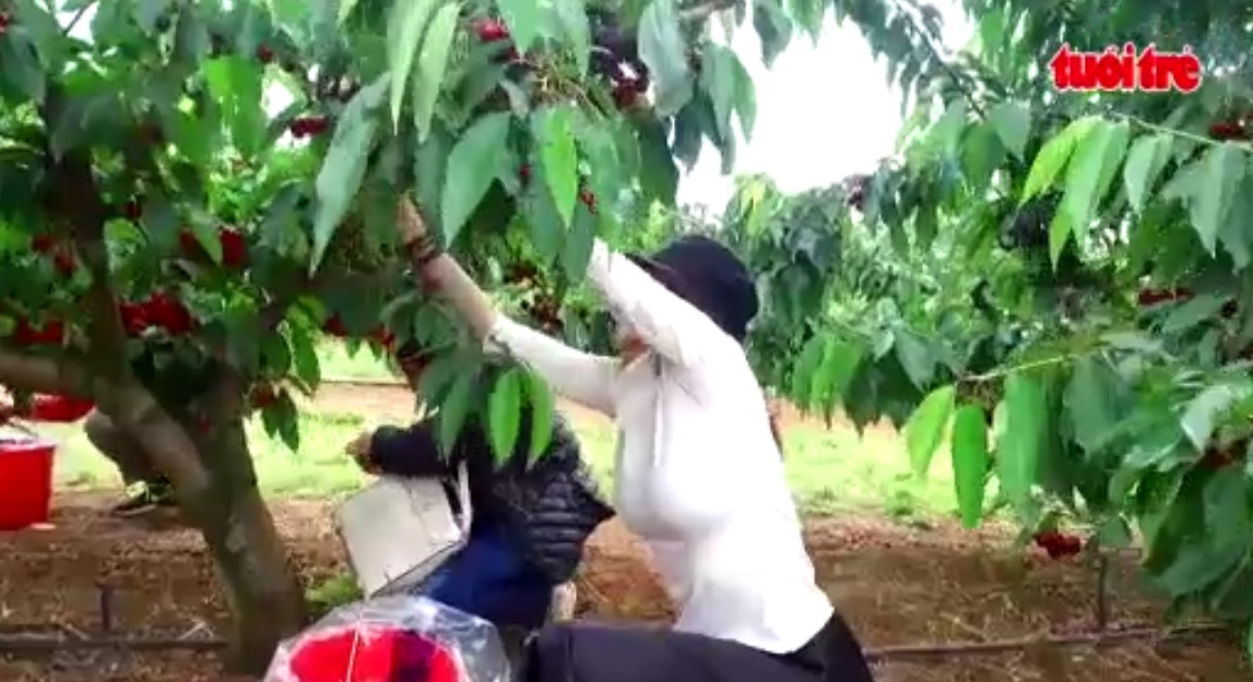Australia attracts Vietnamese tourists for cherry picking