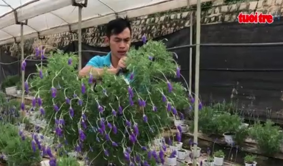 Lavender bonsai created in Dalat City
