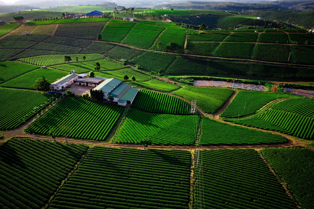 Growing Oolong tea for export in Vietnam