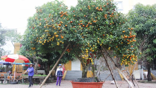 Vietnam man rejects $6,700 bid for century-old tangerine tree