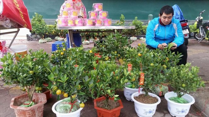 Vietnam coaches turn to selling kumquats as Tet nears