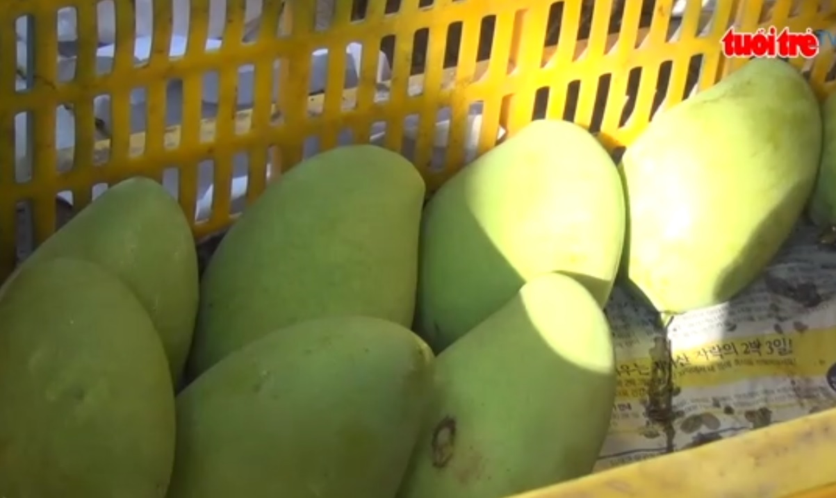 Vietnamese mangoes approved for E.U. export