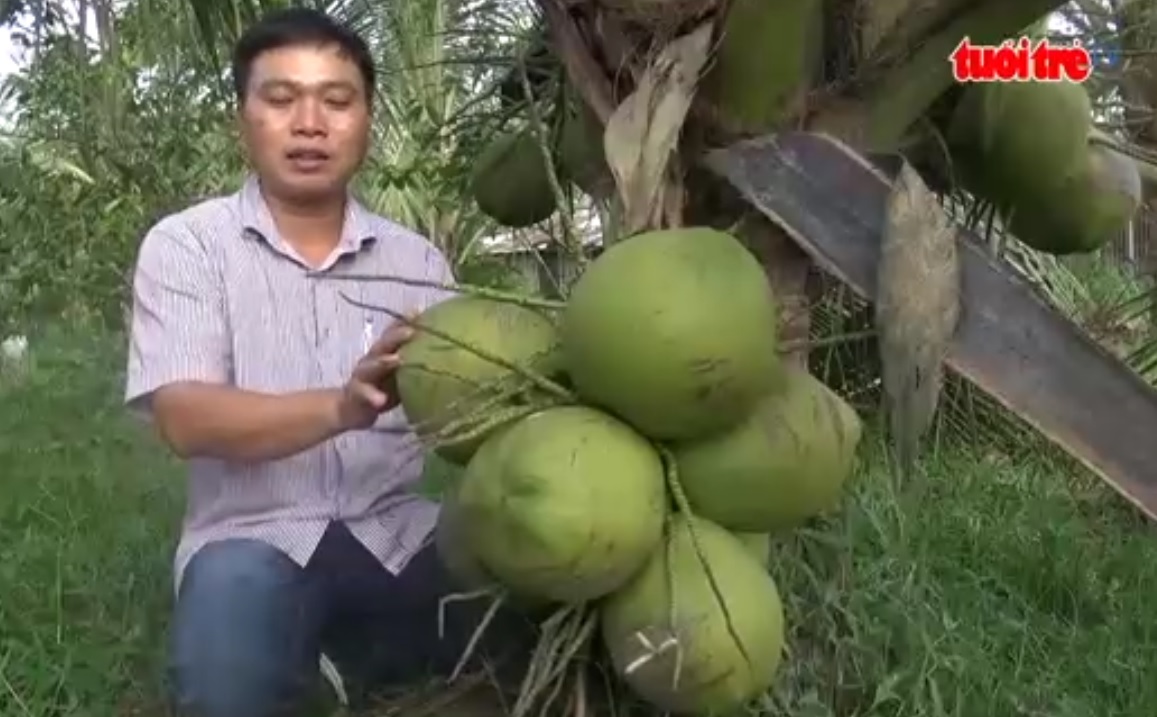 Vietnamese scientists create kopyor coconuts