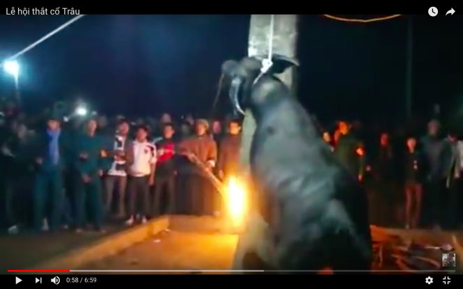 Videos of buffalo hanged to death in Vietnamese ritual cause outrage
