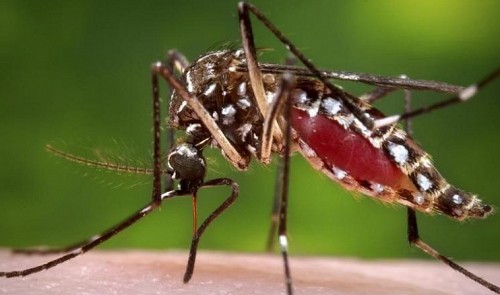 Wolbachia-carrying mosquitoes to be released to curb dengue in Nha Trang