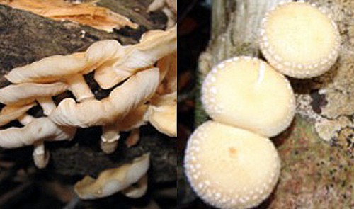 New shiitake species discovered in Vietnam’s Central Highlands