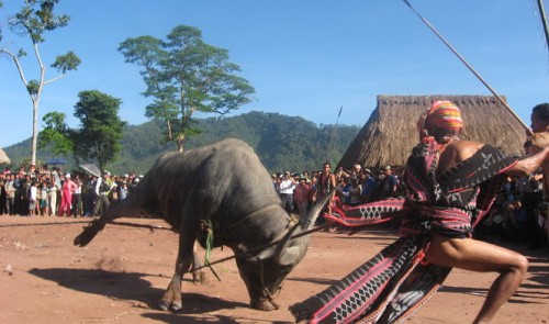 Ethnic group in central Vietnam convinced to scrap buffalo stabbing ritual