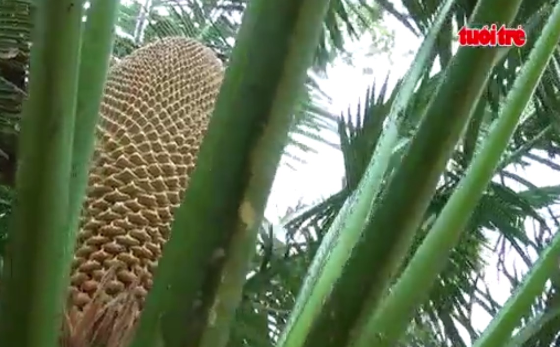 60-year-old cycas pectinata blooms in southern Vietnam
