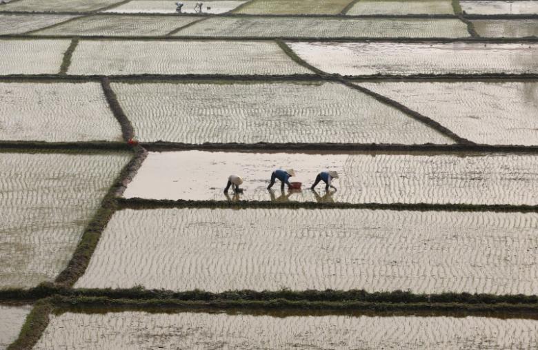 Rice prices up in Thailand on China deal; slow in India, Vietnam