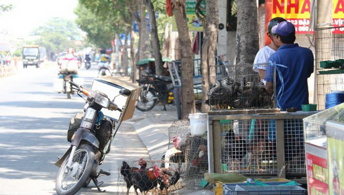 Ho Chi Minh City to scrutinize live poultry sale