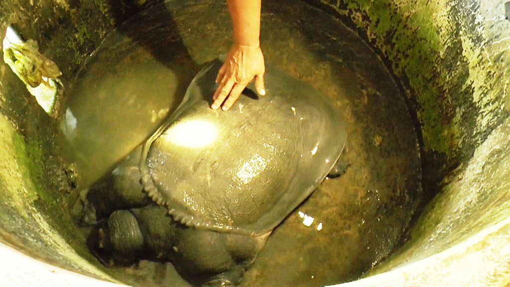 Huge soft shell turtle caught in southern Vietnam