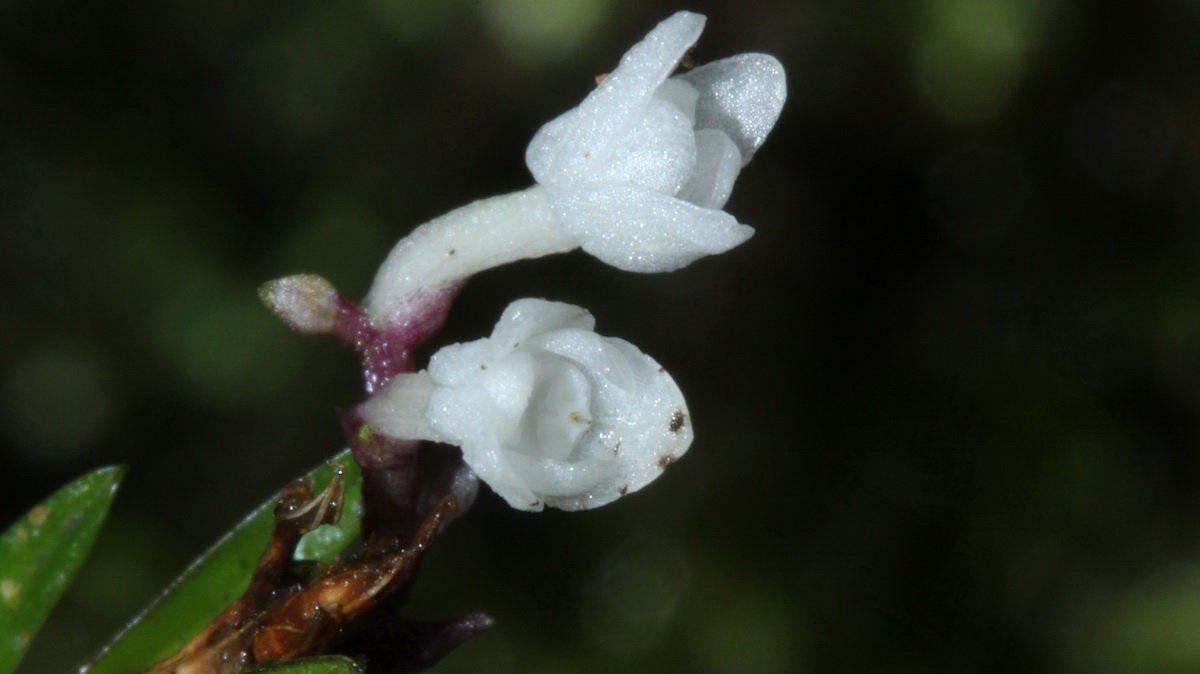 New orchid species discovered in Vietnam
