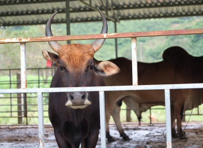 Vietnamese researchers work hard to keep crossbred gayal bull gene