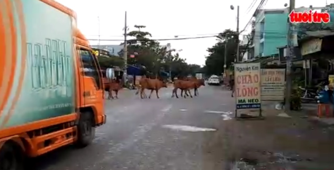 Cows parade on Ho Chi Minh City streets