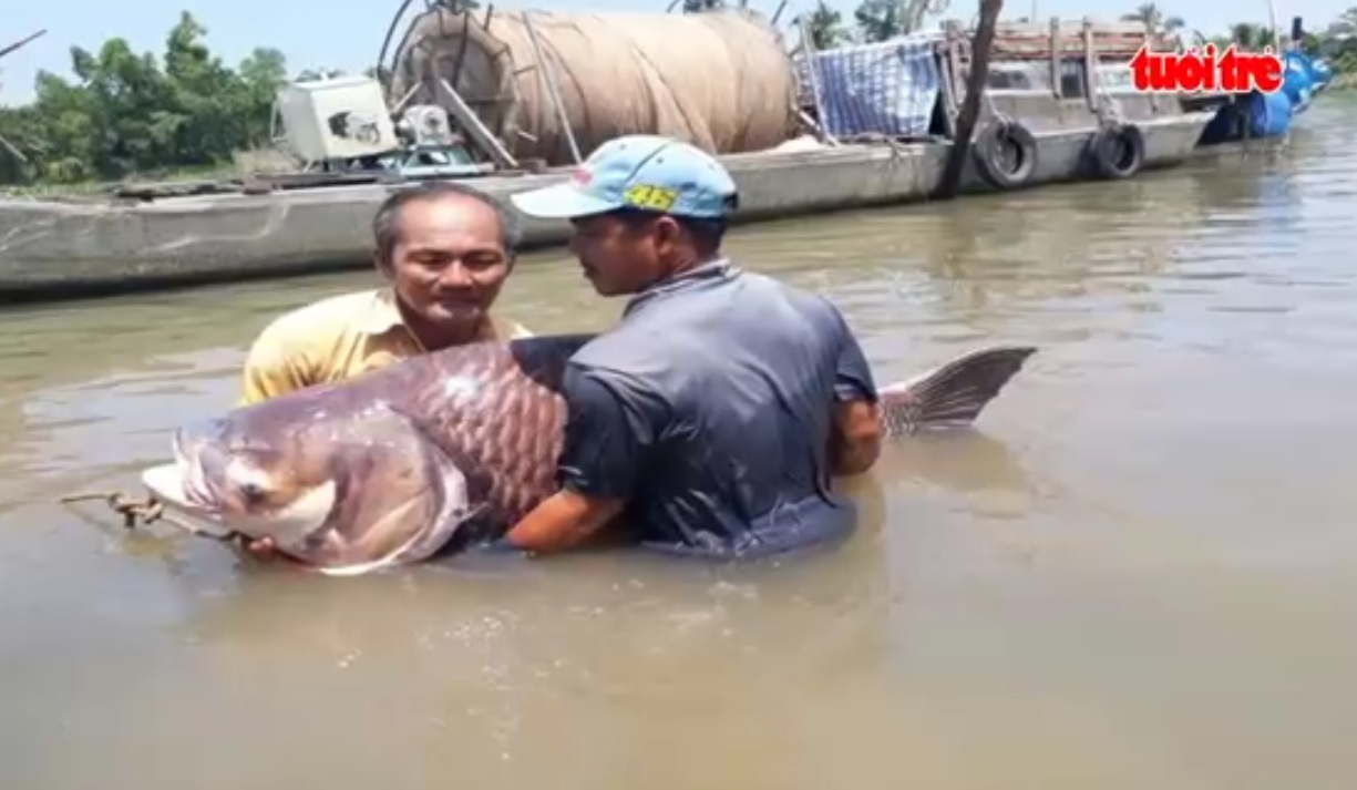 Siamese giant carp caught in southern Vietnam
