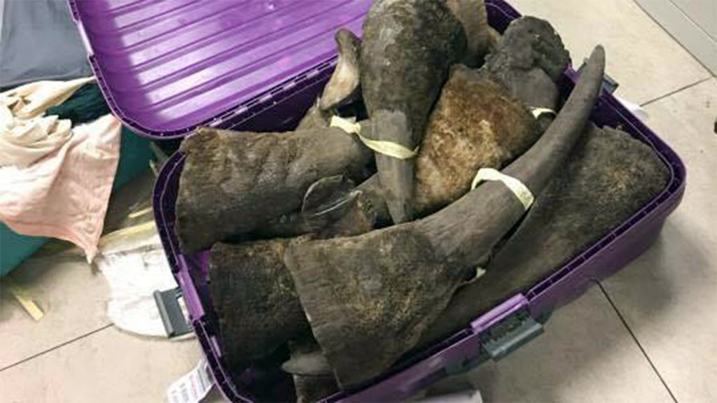 Over 100kg of alleged rhino horns seized at Hanoi airport