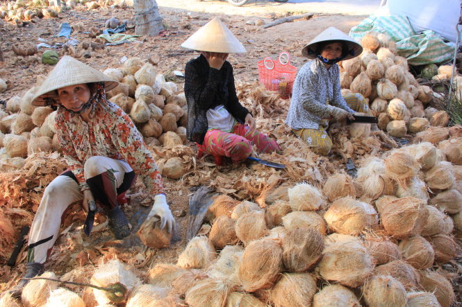 Fruit processors resort to imports in Vietnam’s ‘coconut kingdom’