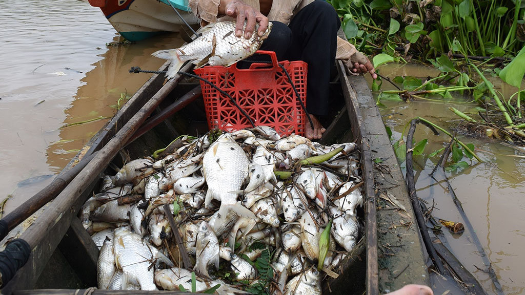 Tons of dead fish found in Saigon River