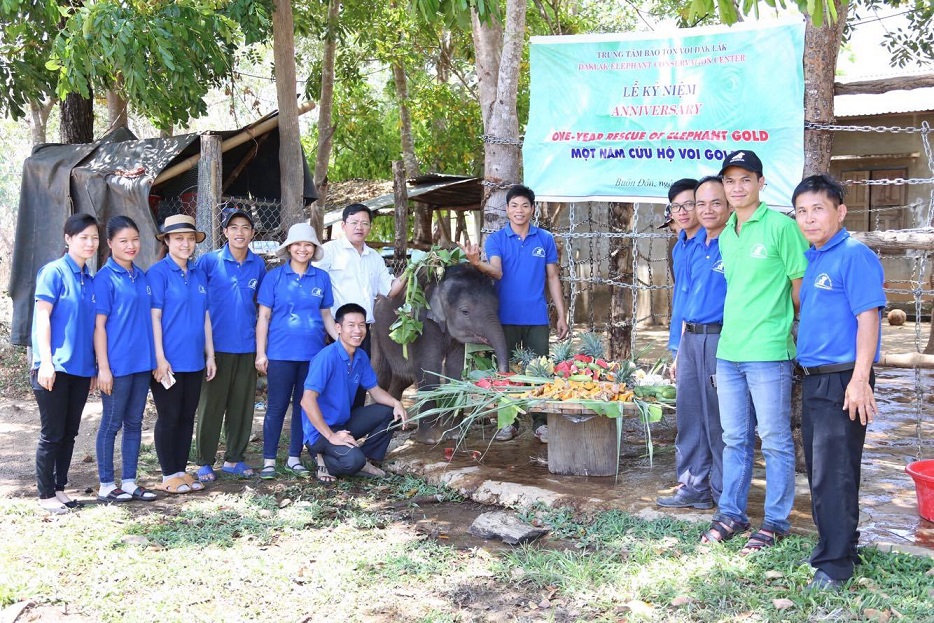 Birthday party held for Gold the elephant in Vietnam’s Central Highlands