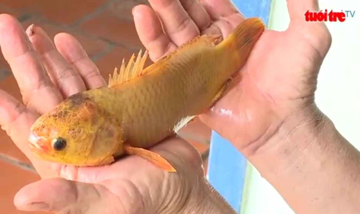 Extremely rare yellow Vietnamese tilapia caught in Vinh Long Province