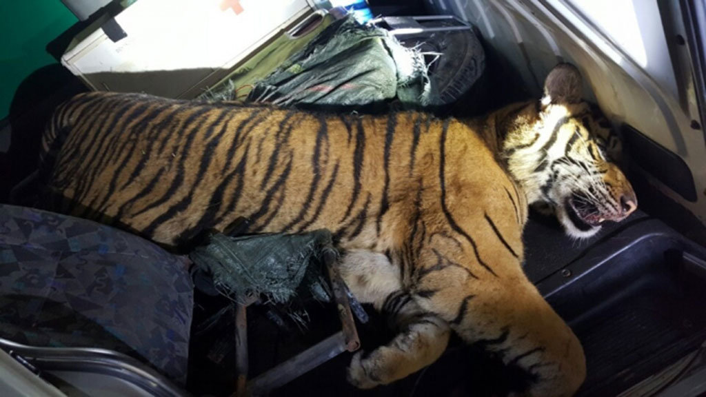 Ambulance found carrying tiger carcass after police chase in northern Vietnam