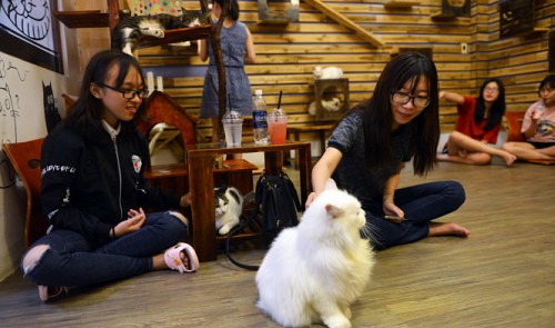 Dog, cat cafés melt hearts in Ho Chi Minh City