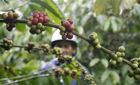 Asia Coffee-Markets quiet; premiums edge lower in Vietnam
